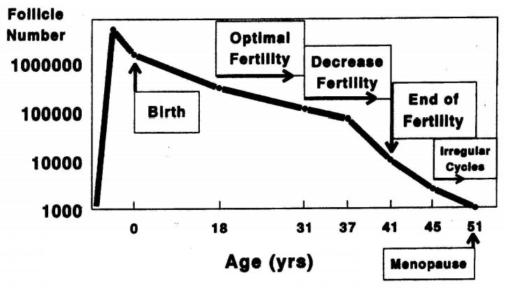 Fases da menopausa e folículos ovarianos